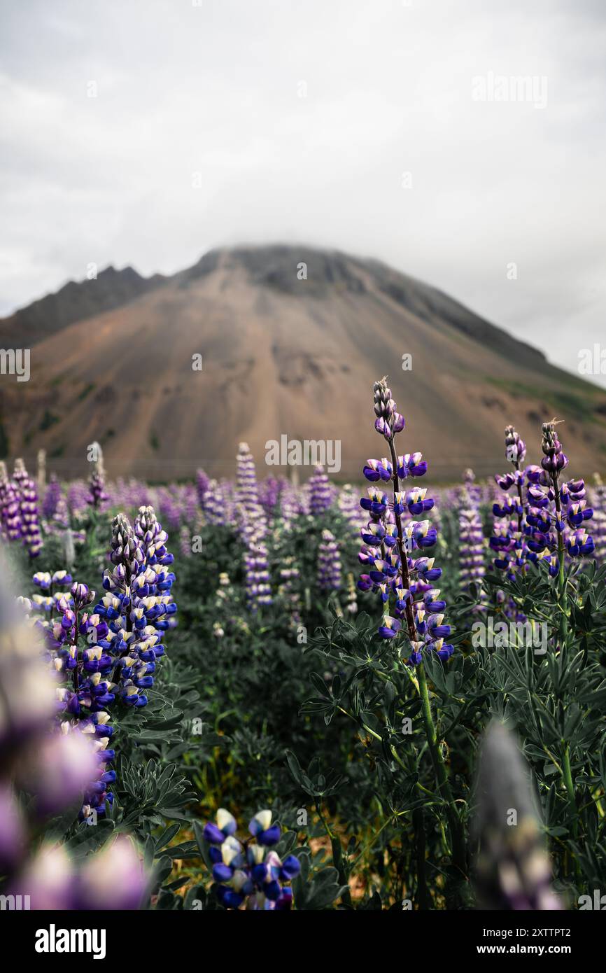 Vista panoramica del campo di lupini in Islanda Foto Stock
