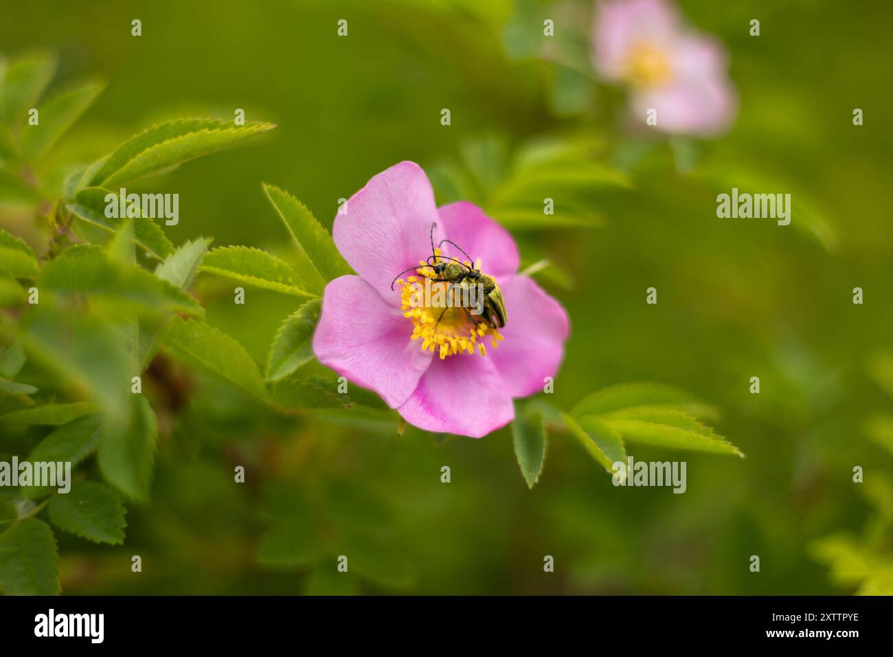 Primo piano di due coleotteri di velluto gialli che si accoppiano su una rosa selvatica. Foto Stock