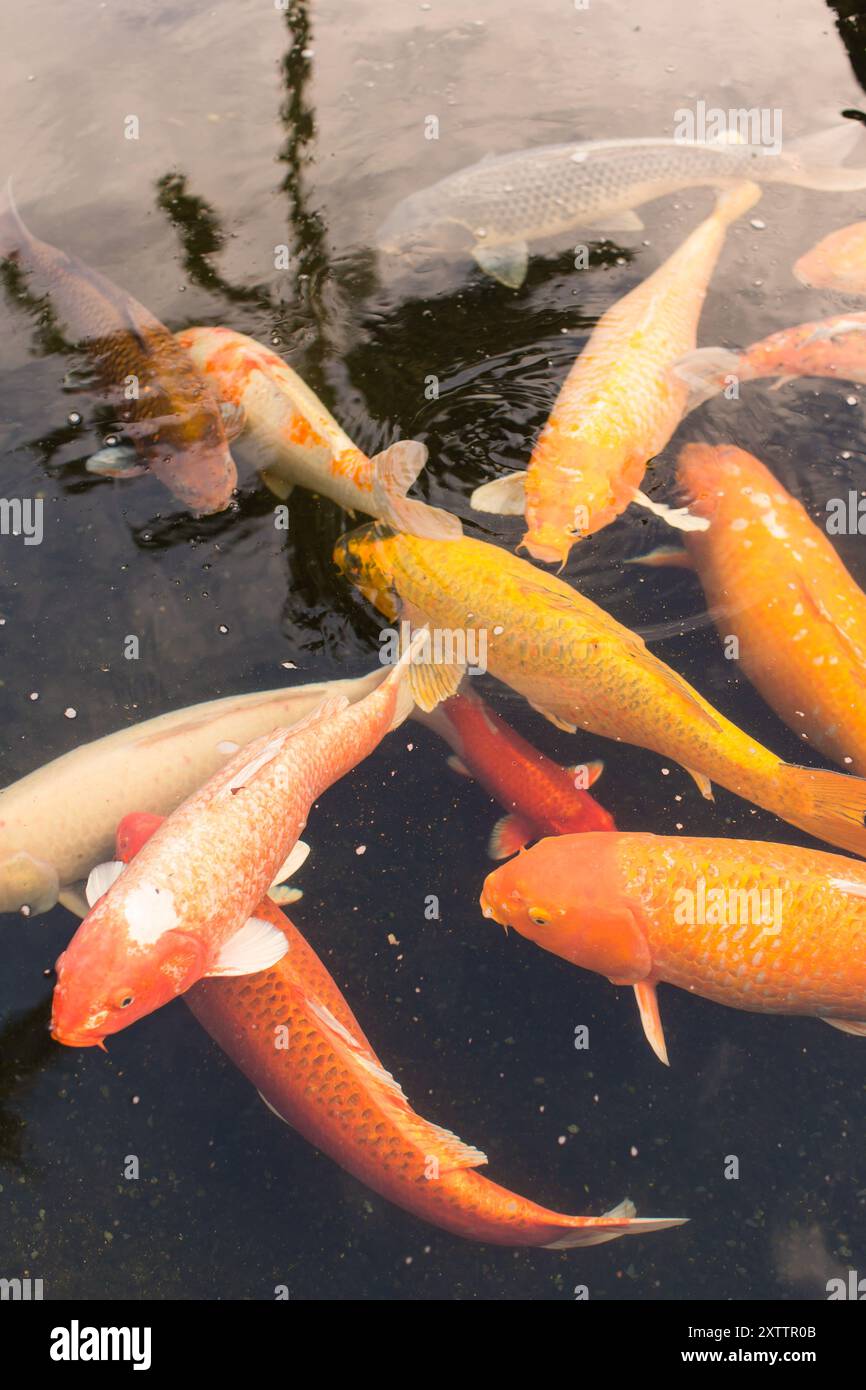Pesci Koi che nuotano in uno stagno con riflessi sul surf dell'acqua Foto Stock