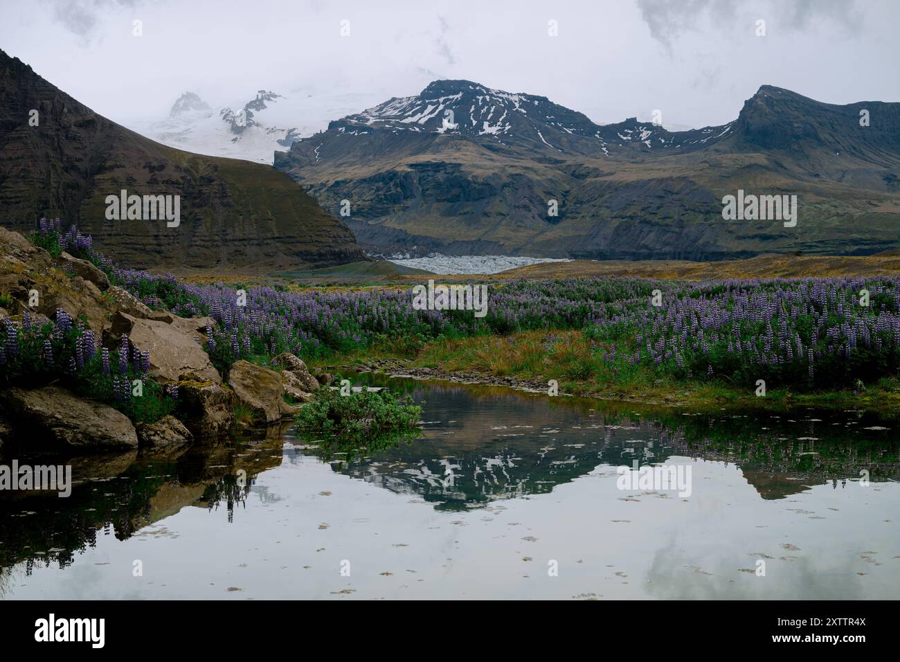 Splendido paesaggio islandese con lago, montagne e lupini blu Foto Stock