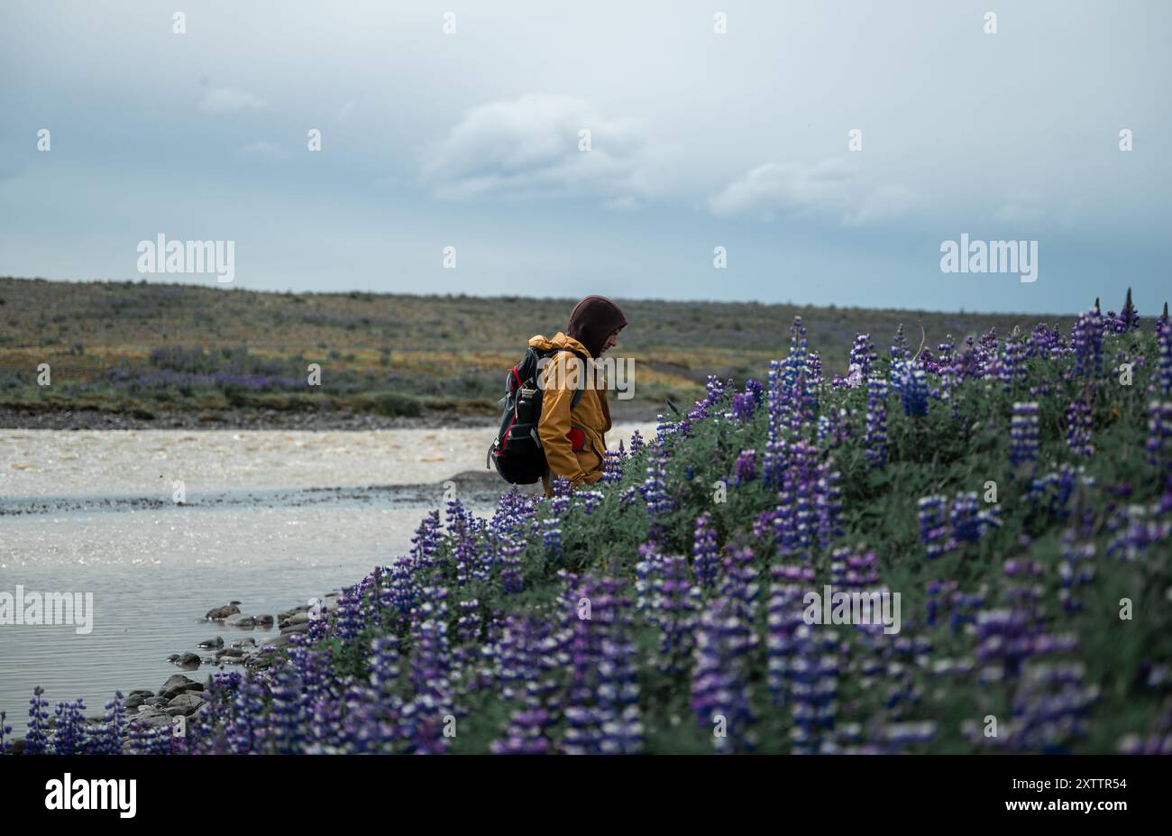 Il giovane con una giacca gialla cammina in un campo di lupino, Islanda Foto Stock