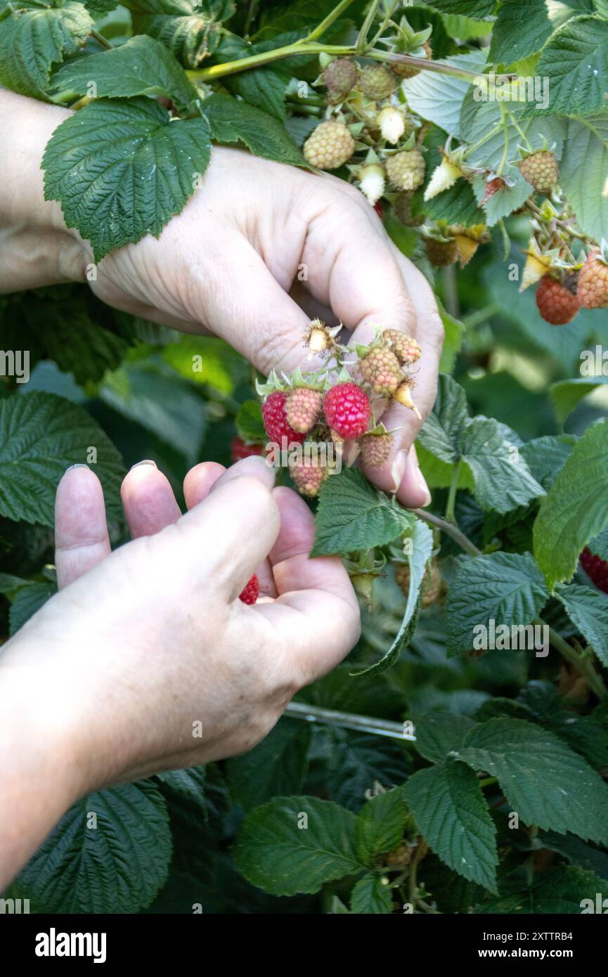 Raccolta manuale di lamponi maturi da un cespuglio circondato da foglie Foto Stock
