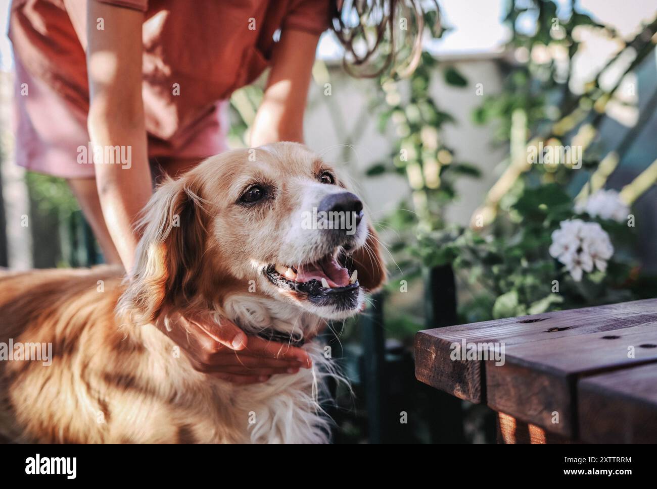 Una ragazza con la sua leale amica Foto Stock