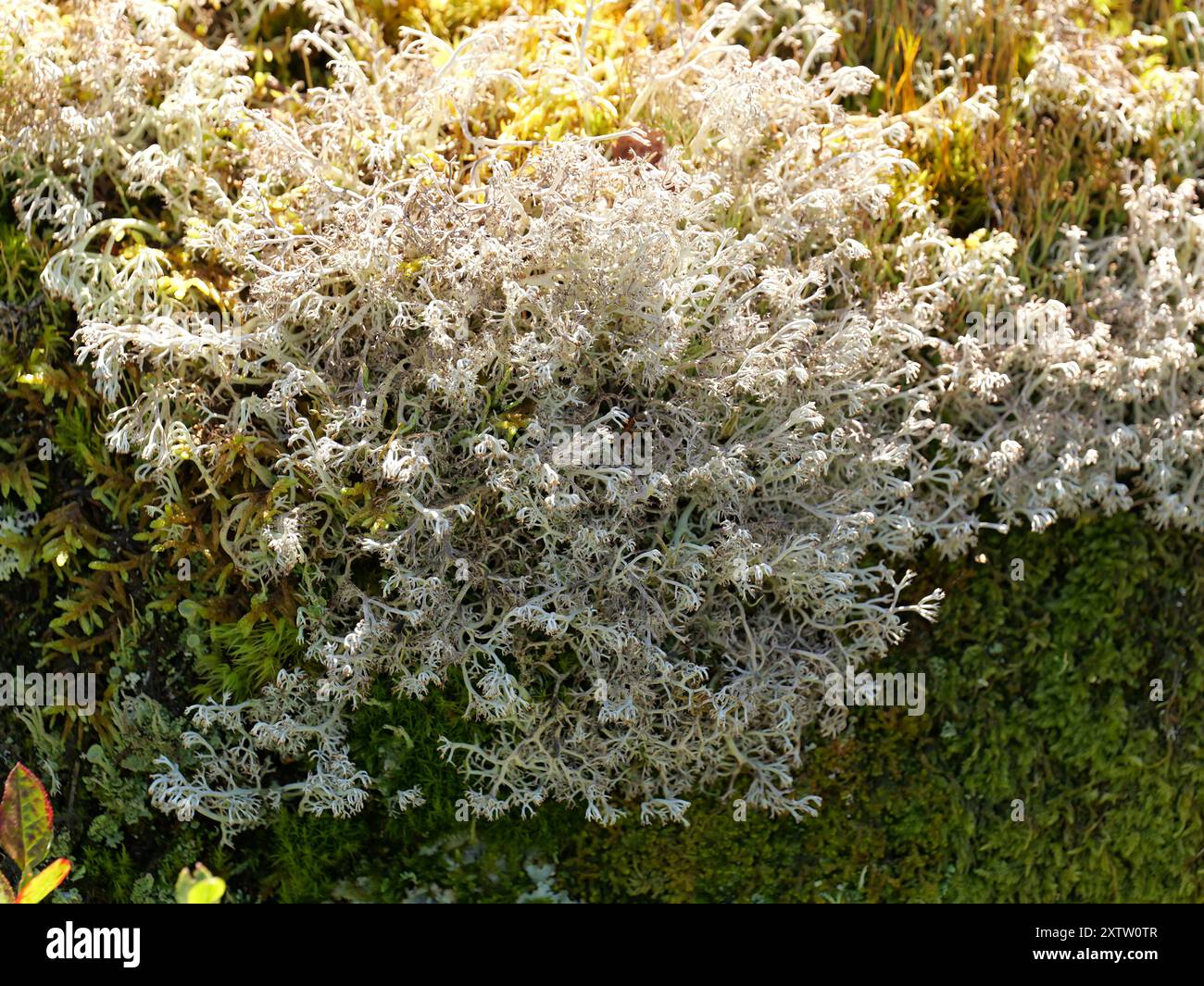 La foto mostra i licheni di renna che crescono sul terreno o sui tronchi degli alberi. La loro forma a forma di corna li rende un'importante fonte di cibo per le renne. Foto Stock