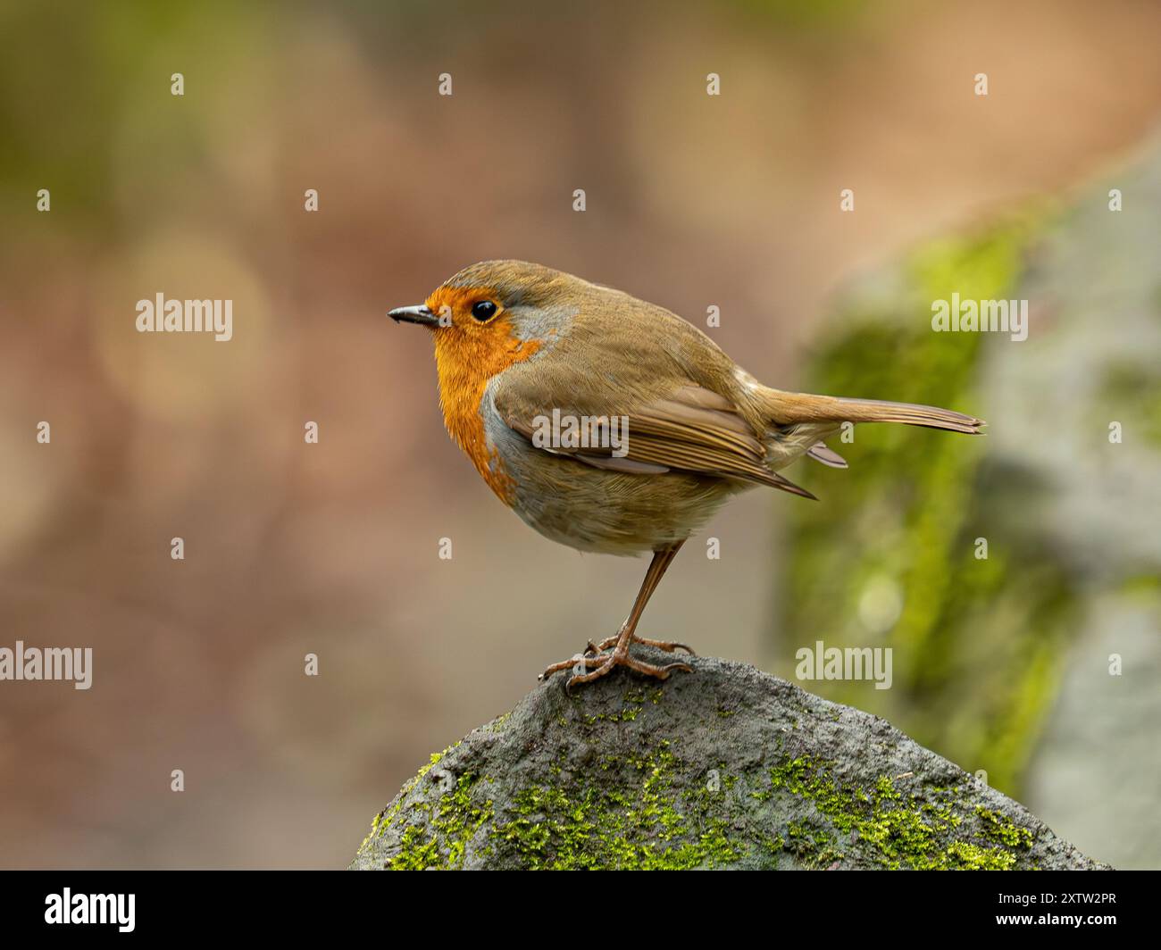 Robin (erithacus rubecula), Regno Unito Foto Stock Robin (erithacus rubecula), Regno Unito Foto Stock