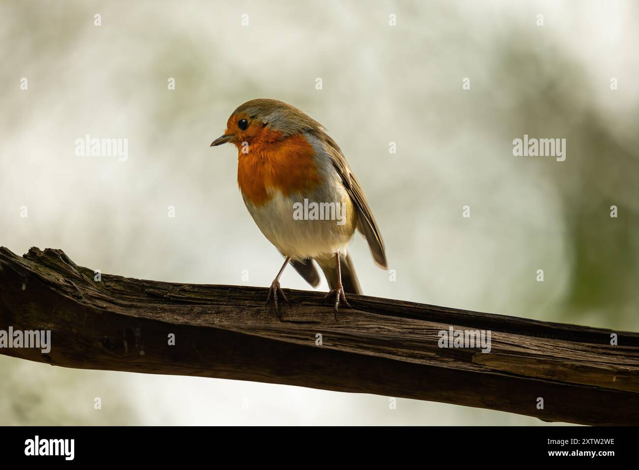 Robin (erithacus rubecula), Regno Unito Foto Stock