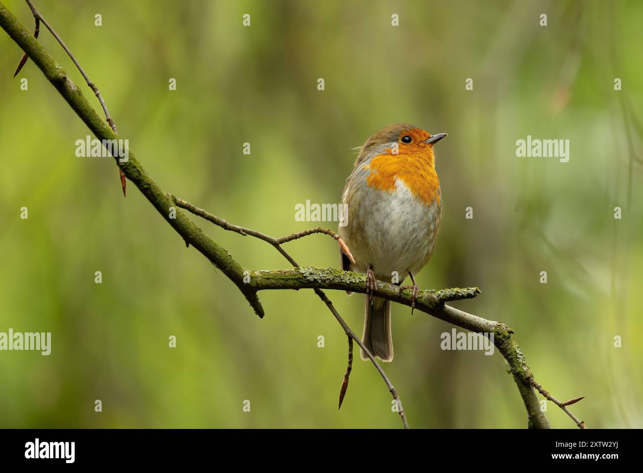 Robin (erithacus rubecula), Regno Unito Foto Stock Robin (erithacus rubecula), Regno Unito Foto Stock