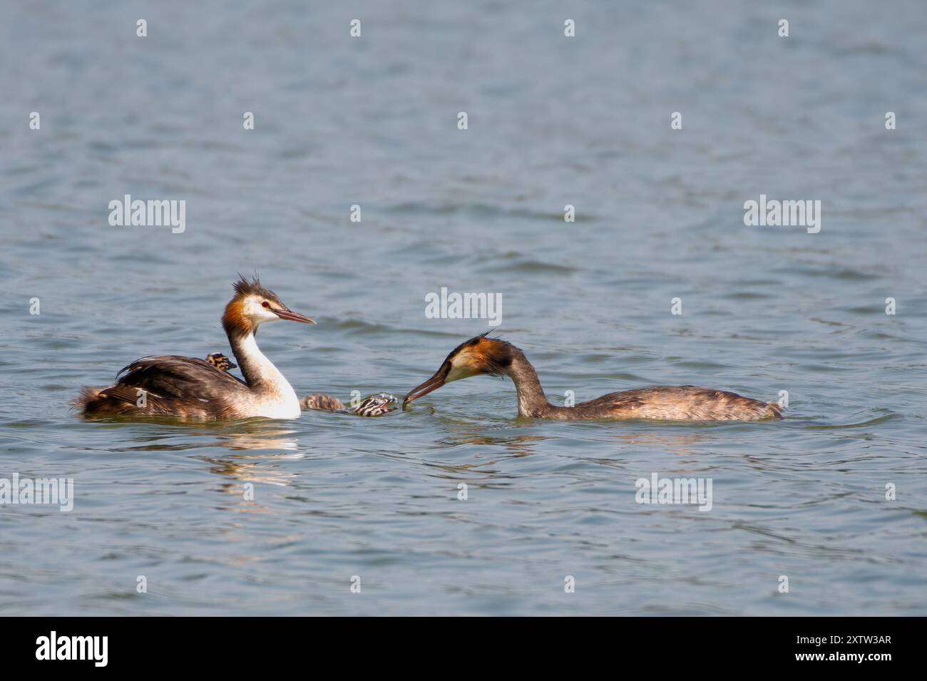 Un grande paio di Grebe Crested con tre piccoli che cavalcano le femmine. Il maschio Grebe sta cercando di dare da mangiare a un pesce a uno dei pulcini nell'acqua 4 Foto Stock