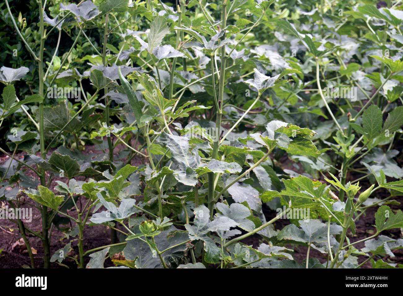 Primo piano di Verdant Garden Plant: Uno studio sul verde e la crescita Foto Stock