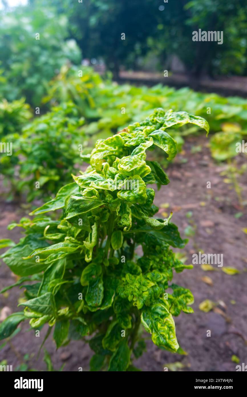 Foglie arricciate su pianta in giardino - segni di malattia o parassiti Foto Stock