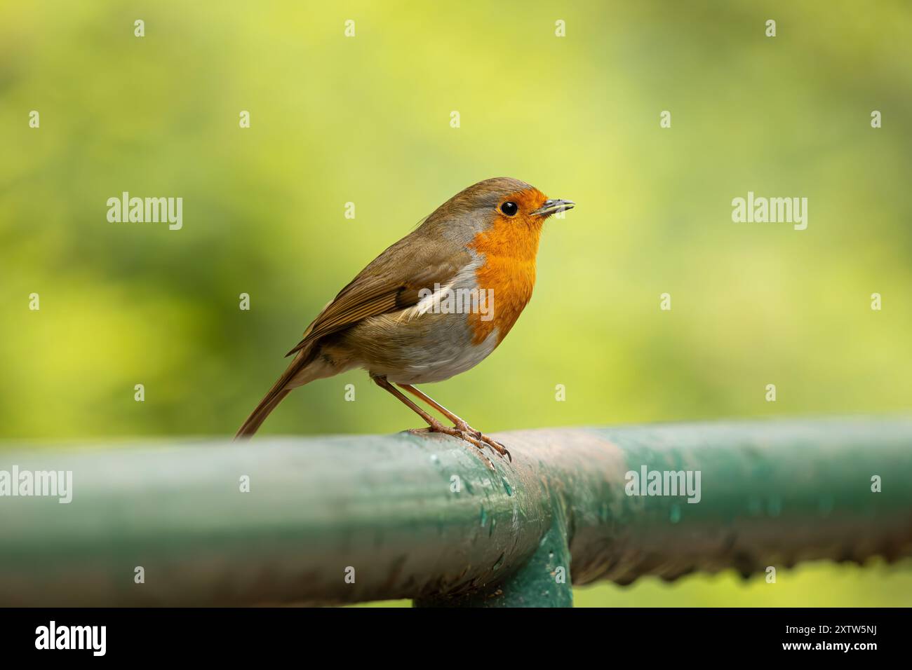 Robin (erithacus rubecula), Regno Unito Foto Stock Robin (erithacus rubecula), Regno Unito Foto Stock
