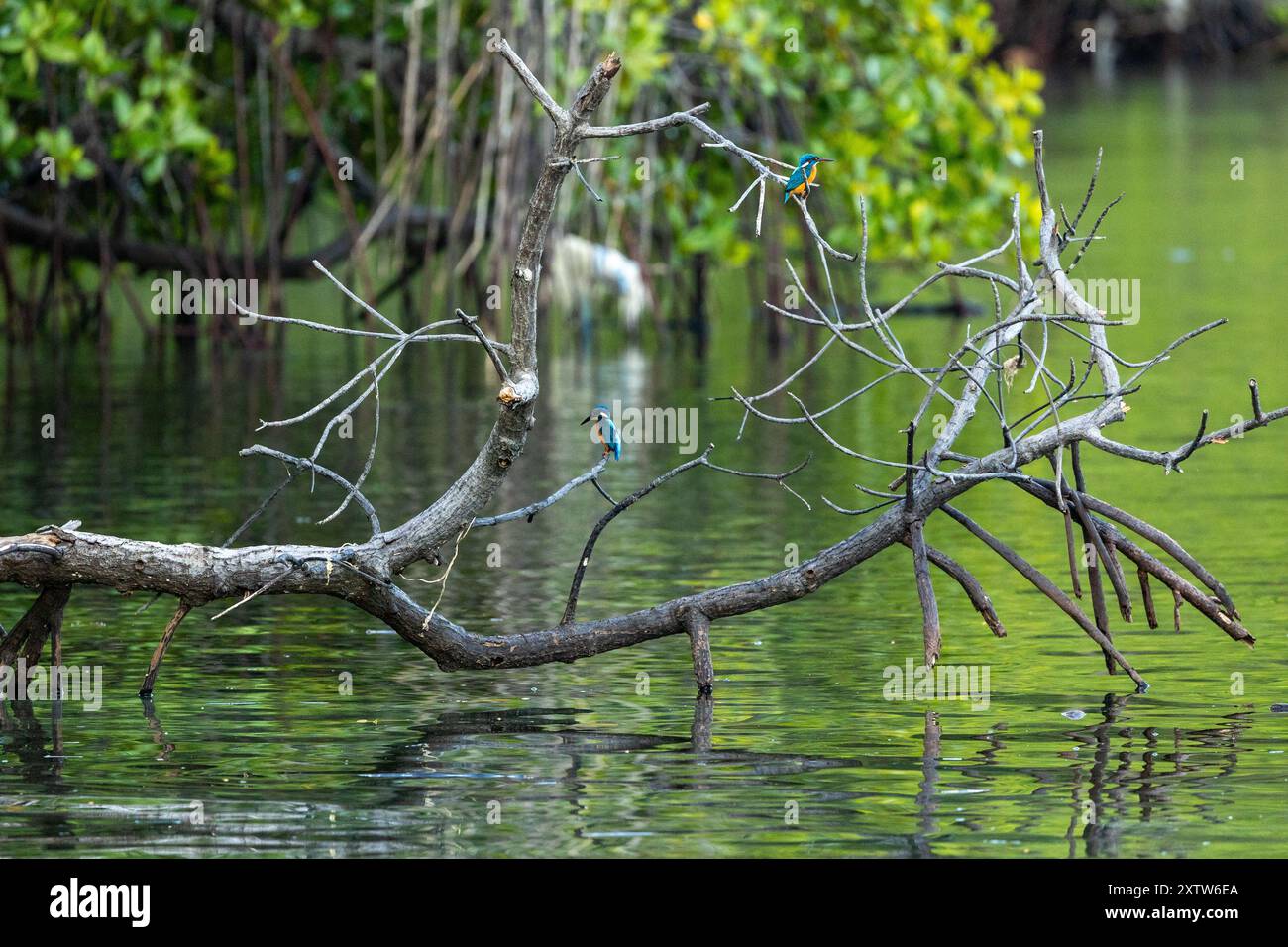 Kingfisher Foto Stock