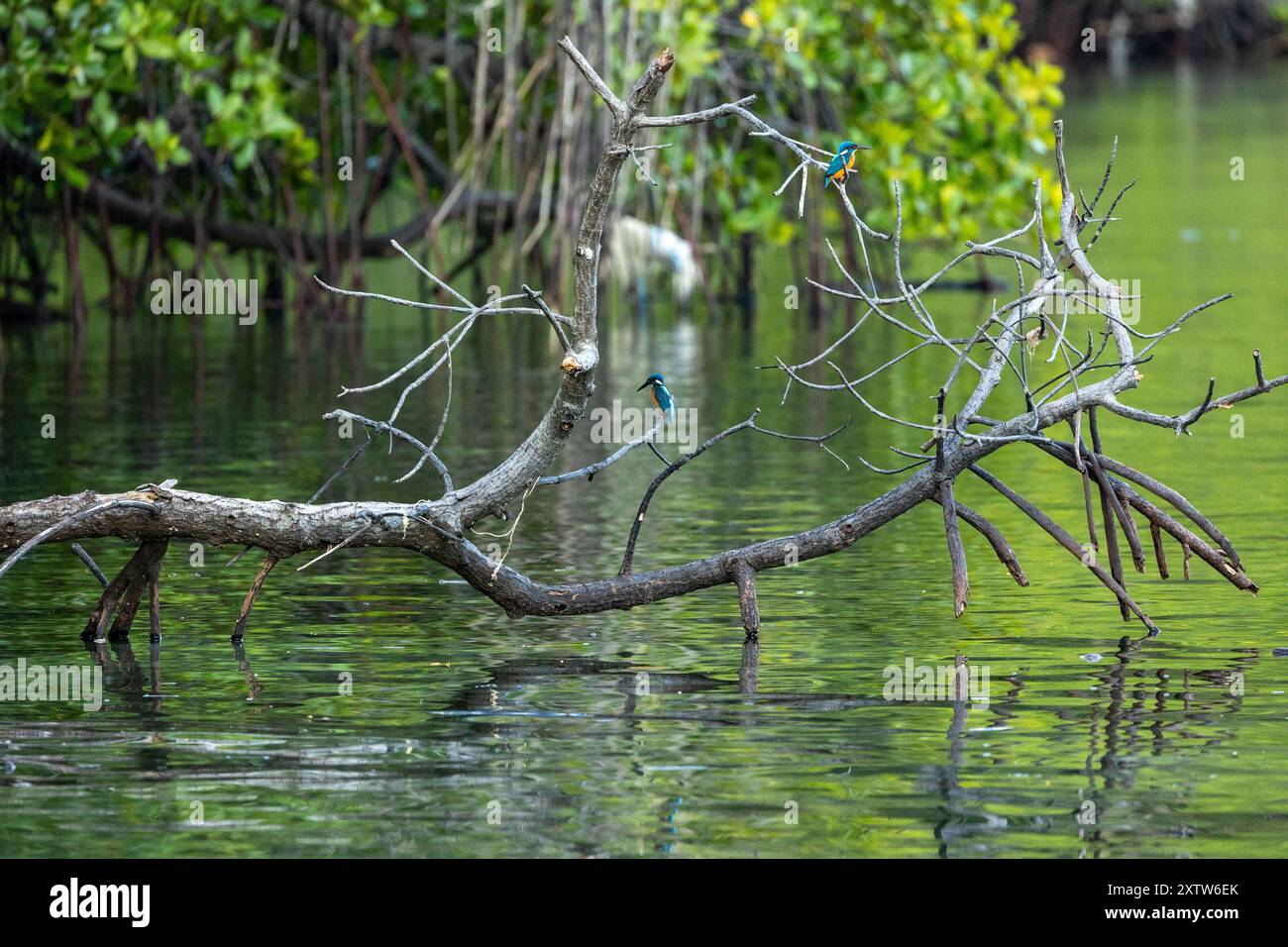 Kingfisher Foto Stock