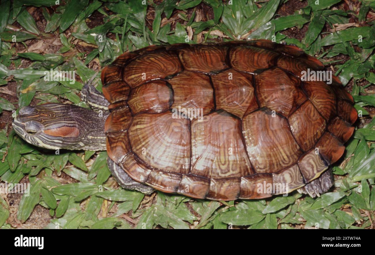 Cursore con orecchie rosse, Trachemys scripta Foto Stock
