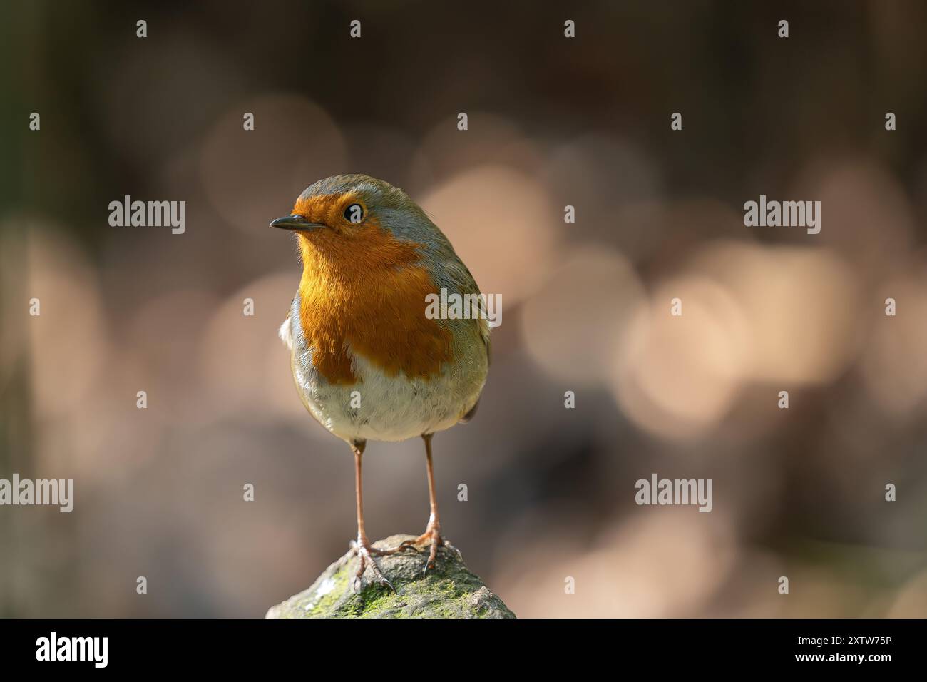 Robin (erithacus rubecula), Regno Unito Foto Stock