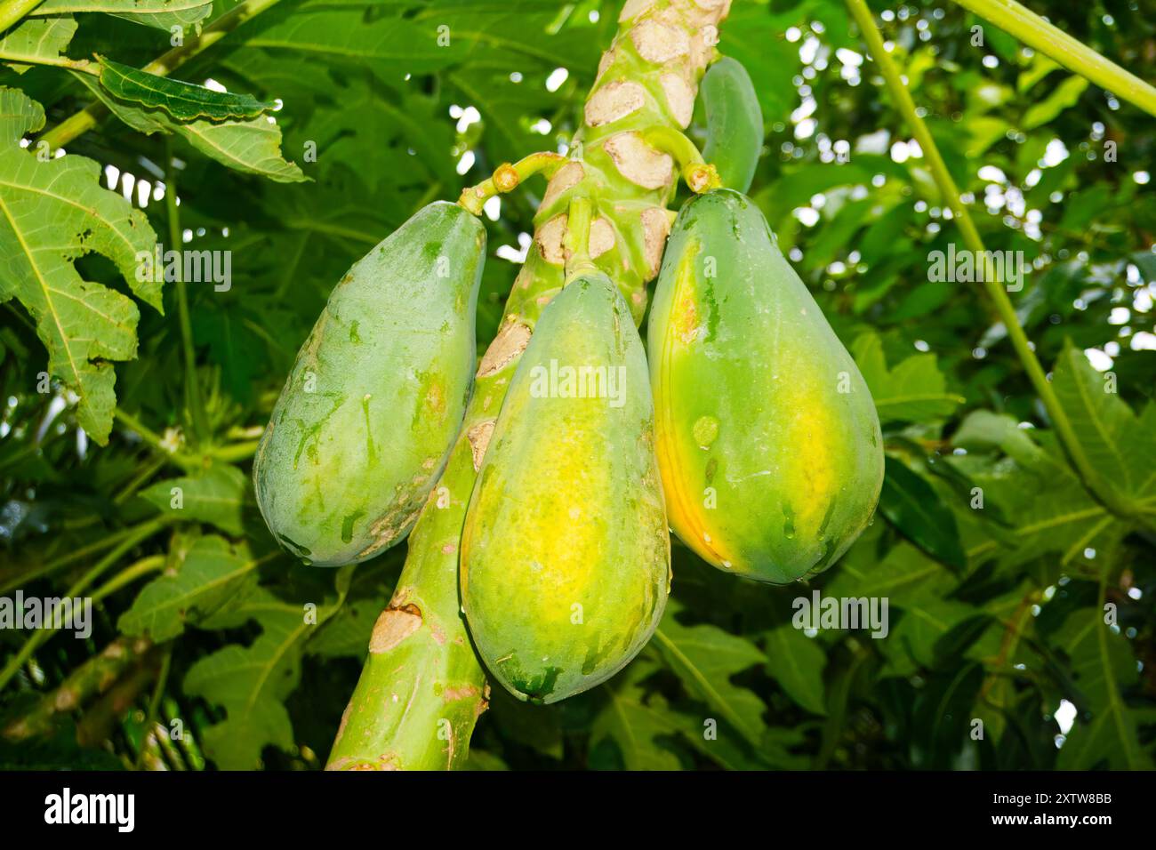 Papaya matura su una fiorente palma - raccolta di frutti tropicali Foto Stock