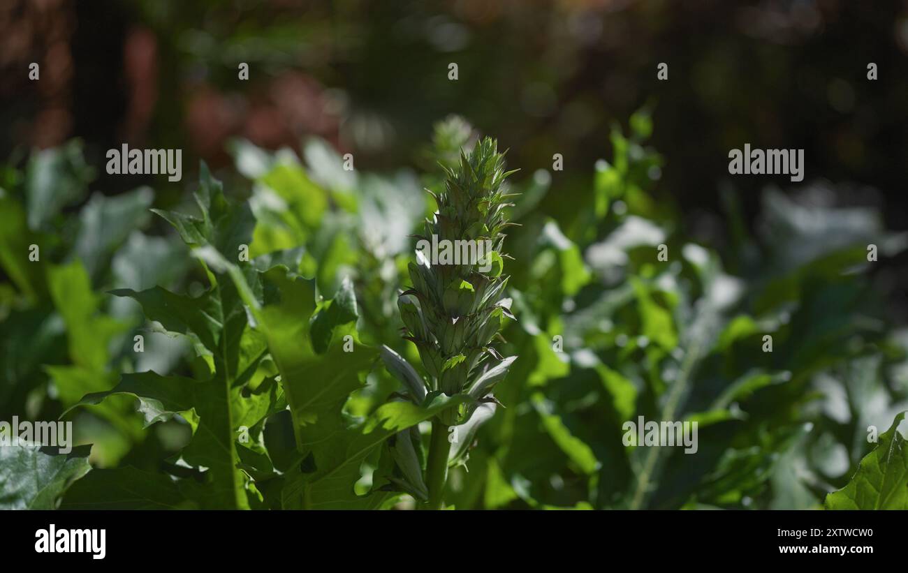 Foto macro di un acanto verde alla luce naturale del sole, che mostra le sue intricate foglie e i fiori in erba. Foto Stock