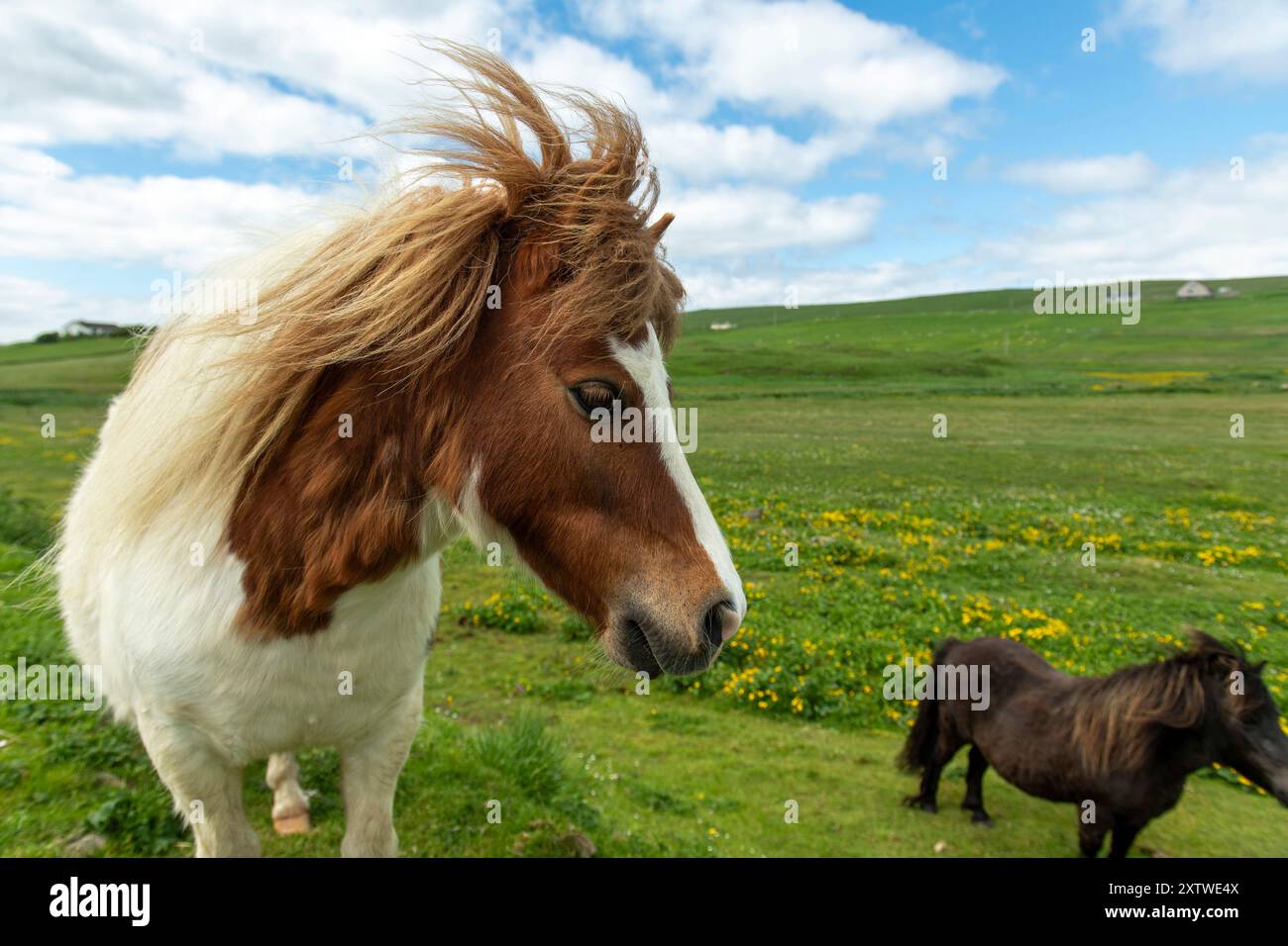 Pony delle Shetland che pascolano su brughiere spazzate dal vento: Razza autoctona iconica adattata al clima duro e ai paesaggi aspri delle isole. Foto Stock