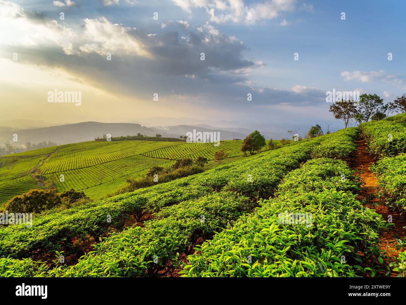 Scenografiche file di giovani cespugli di tè verde brillante al tramonto Foto Stock