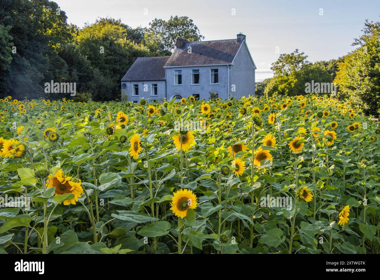 Ballinascarthy, West Cork, Irlanda, mostra di girasole in aiuto del Marymount University Hospital and Hospice. Agosto 2024 Foto Stock