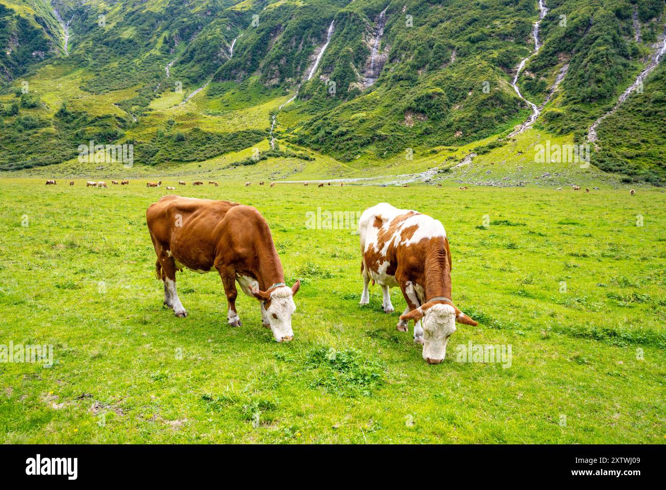 Due mucche alpine pascolano in un lussureggiante prato verde, circondato da maestose montagne e dolci pendii, godendo della tranquillità del loro habitat naturale. Foto Stock Due mucche alpine pascolano in un lussureggiante prato verde, circondato da maestose montagne e dolci pendii, godendo della tranquillità del loro habitat naturale. Foto Stock