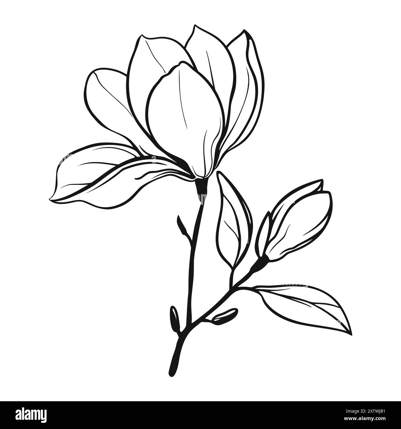 Linea nera di fiori di magnolia su sfondo bianco. Icona contorno floreale. Ramo di magnolia lineare astratto Illustrazione Vettoriale