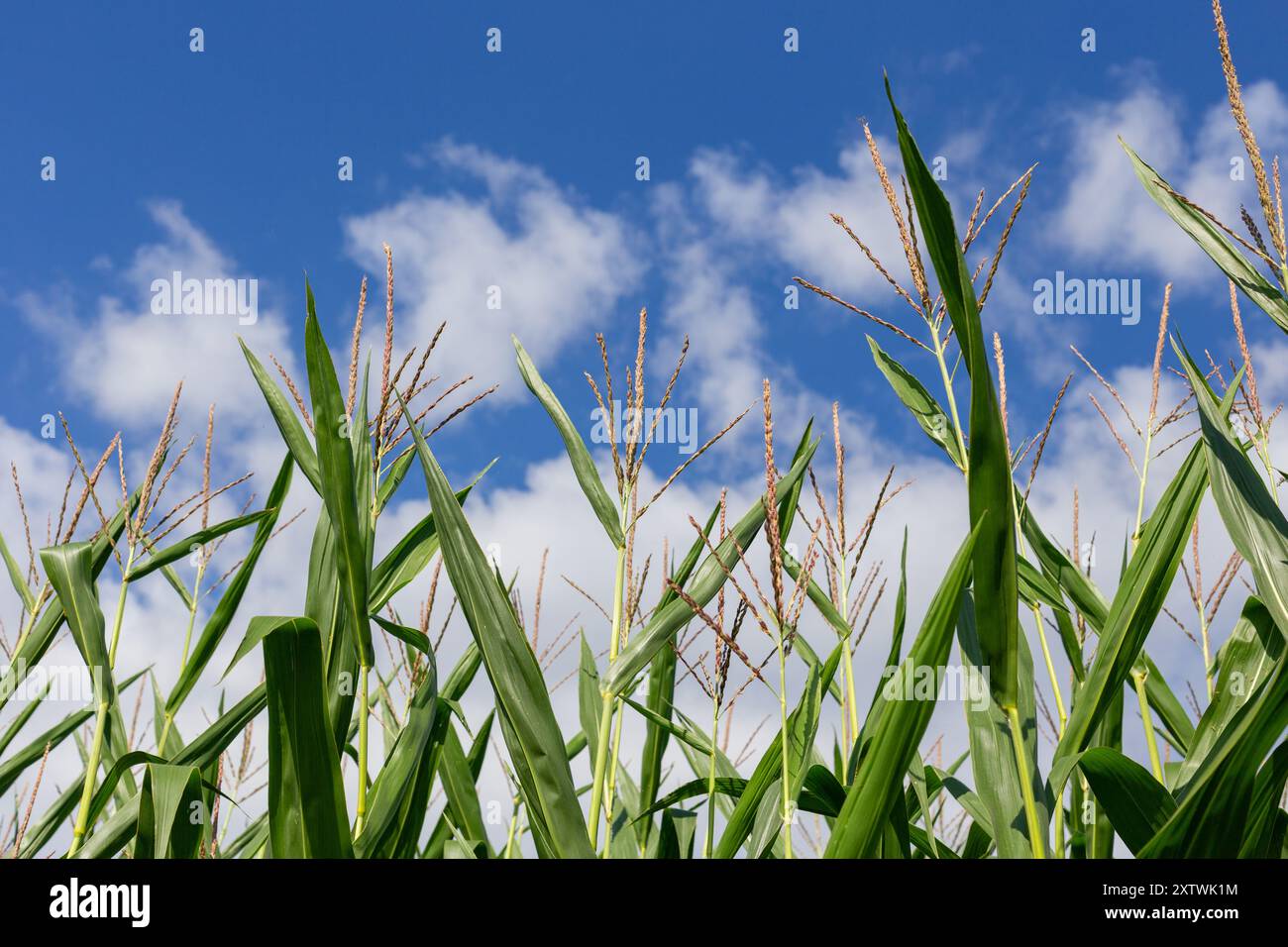 Vasto campo di granturco sotto il cielo blu – simbolo dell'abbondanza e della raccolta dell'agricoltura rurale. Ideale scenario estivo con lussureggianti campi verdi di piante. Perfetto Foto Stock