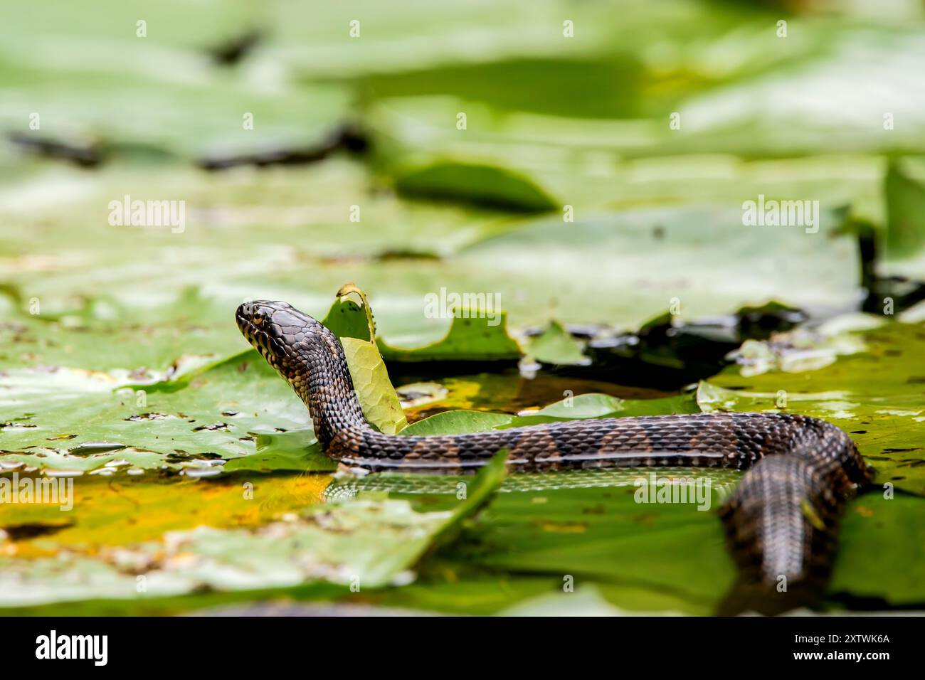 Serpente d'acqua con la testa in alto a caccia su tappetini di giglio nello stagno. Foto Stock