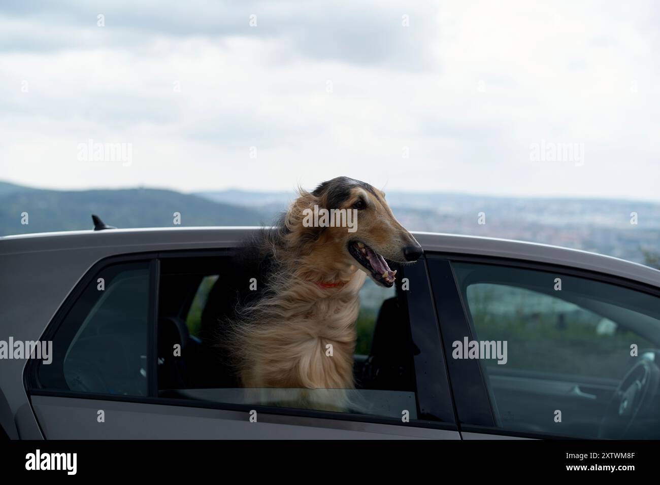Un cane scozzese Deerhound attacca la testa fuori dal finestrino del passeggero di un'auto, godendosi la brezza, con un paesaggio urbano sfocato sullo sfondo. Foto Stock