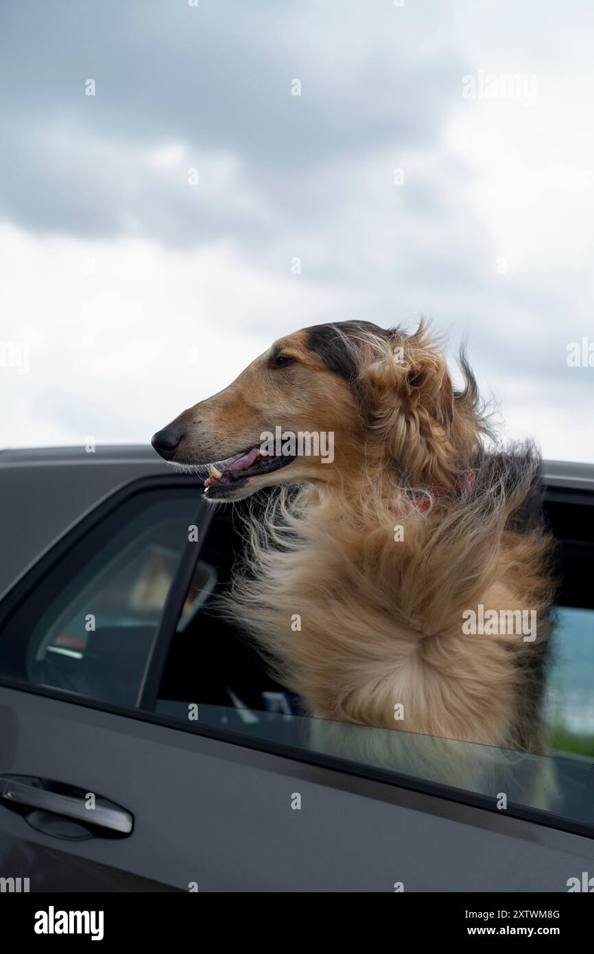 Un cane felice attacca la testa fuori dal finestrino di un'auto, godendosi la brezza sullo sfondo di un cielo nuvoloso. Foto Stock