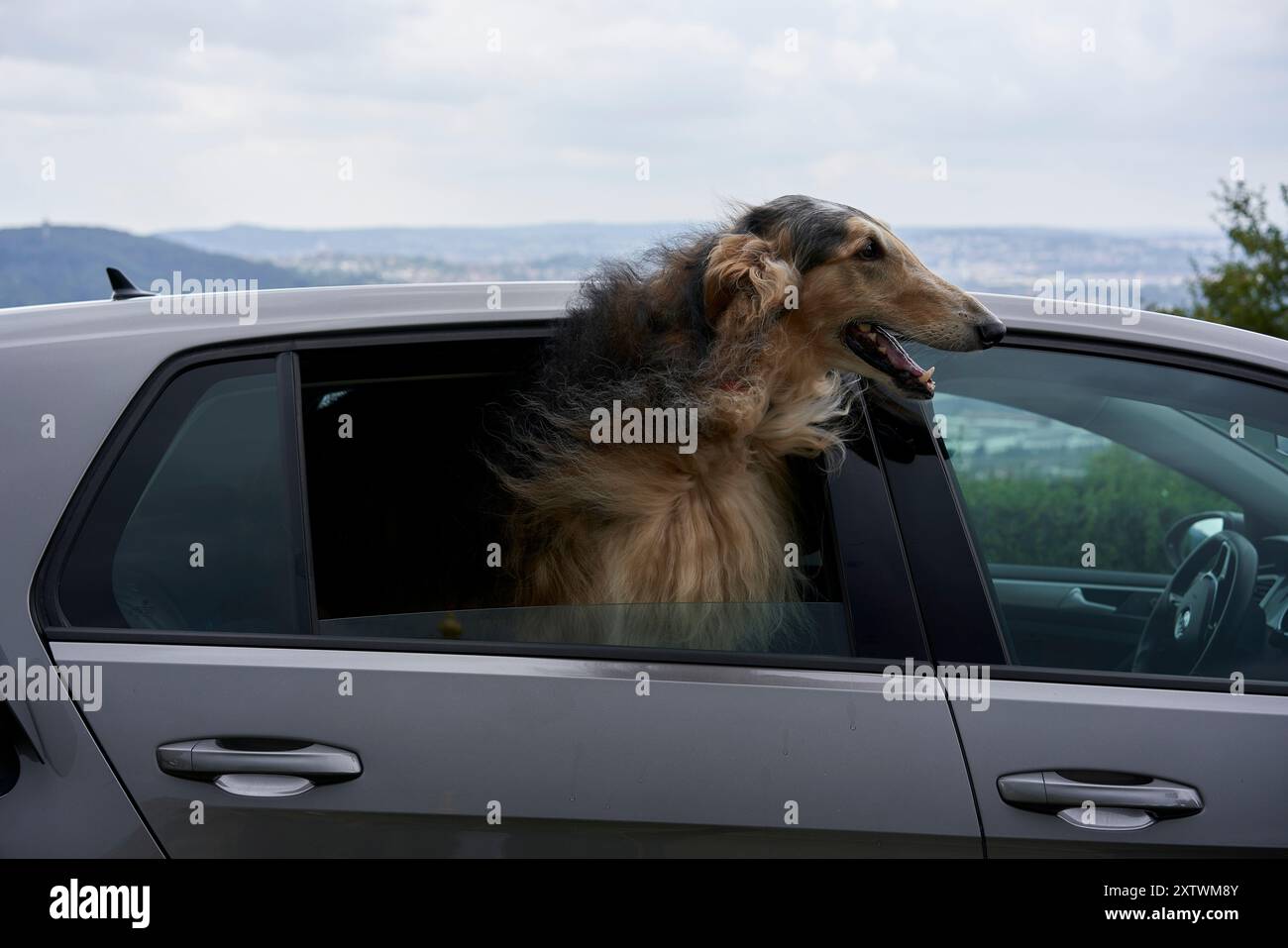 Un cane collie grezzo zibellino con la testa fuori dal finestrino di un'auto d'argento, godendosi la brezza. Foto Stock