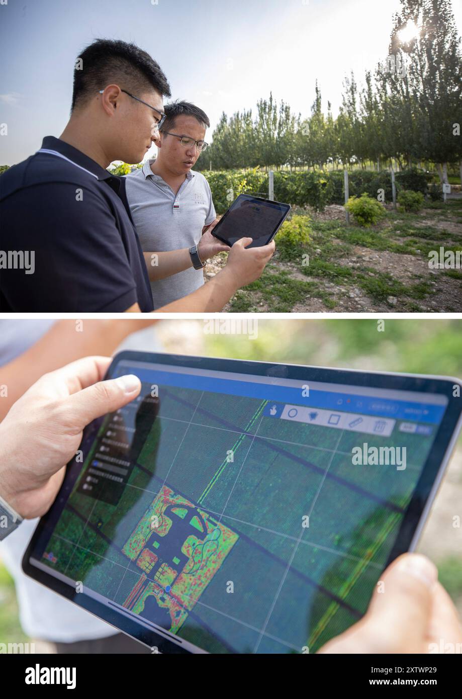 (240816) -- YINCHUAN, 16 agosto 2024 (Xinhua) -- questa foto combinata mostra un tecnico (L) e un membro del personale della cantina che visualizzano il rapporto mensile di un vigneto (superiore) e un tecnico che mostra un'immagine multispettrale di un vigneto che i membri del personale possono analizzare per valutare la crescita dell'uva (inferiore), in una cantina a Yinchuan, nella regione autonoma Ningxia Hui, nel nord-ovest della Cina, 15 agosto 2024. I sistemi di irrigazione intelligenti utilizzati nei vigneti consentono di risparmiare circa il 30% dell'acqua di irrigazione del fiume giallo. Situato vicino al 38o parallelo nord, simile a rinomate regioni vinicole come Bordeaux, Foto Stock