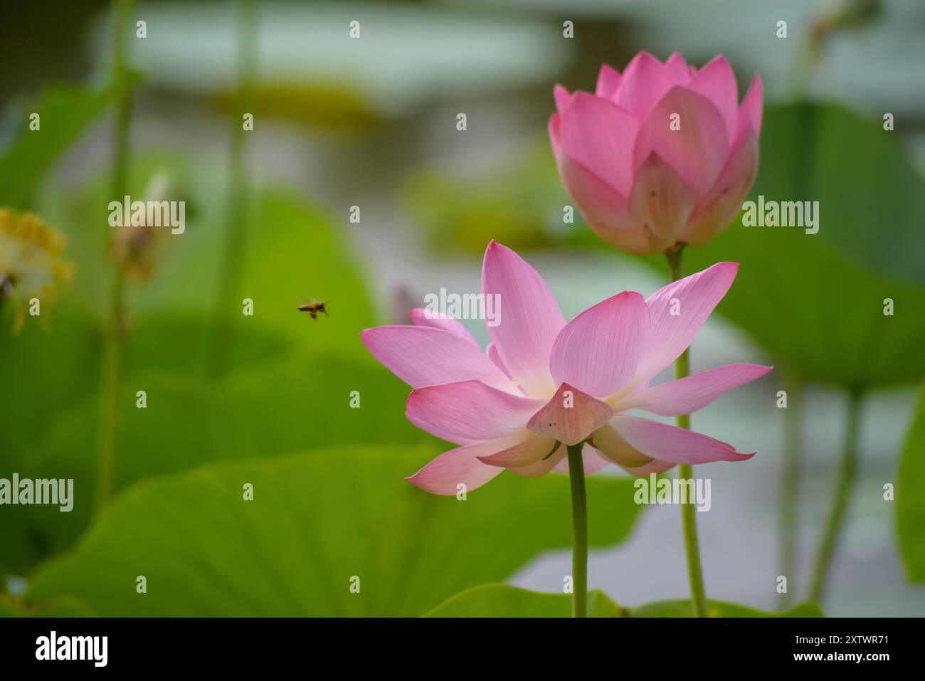 Loto sacro o indiano in fiore. Foto Stock