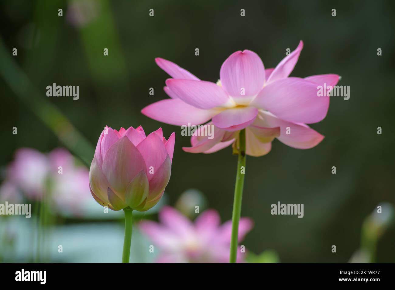 Loto sacro o indiano in fiore. Foto Stock