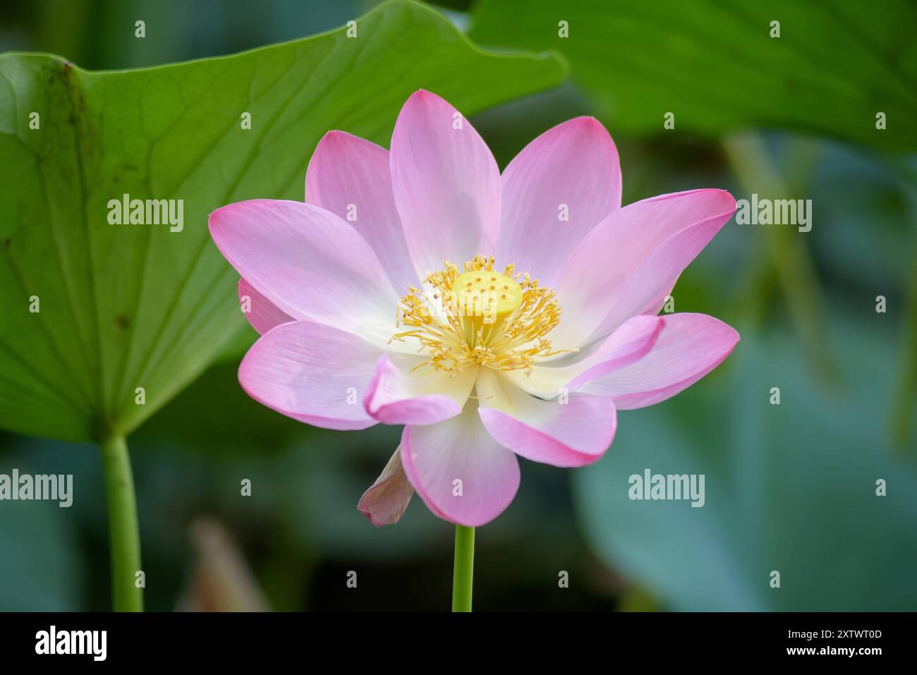 Loto sacro o indiano in fiore. Foto Stock