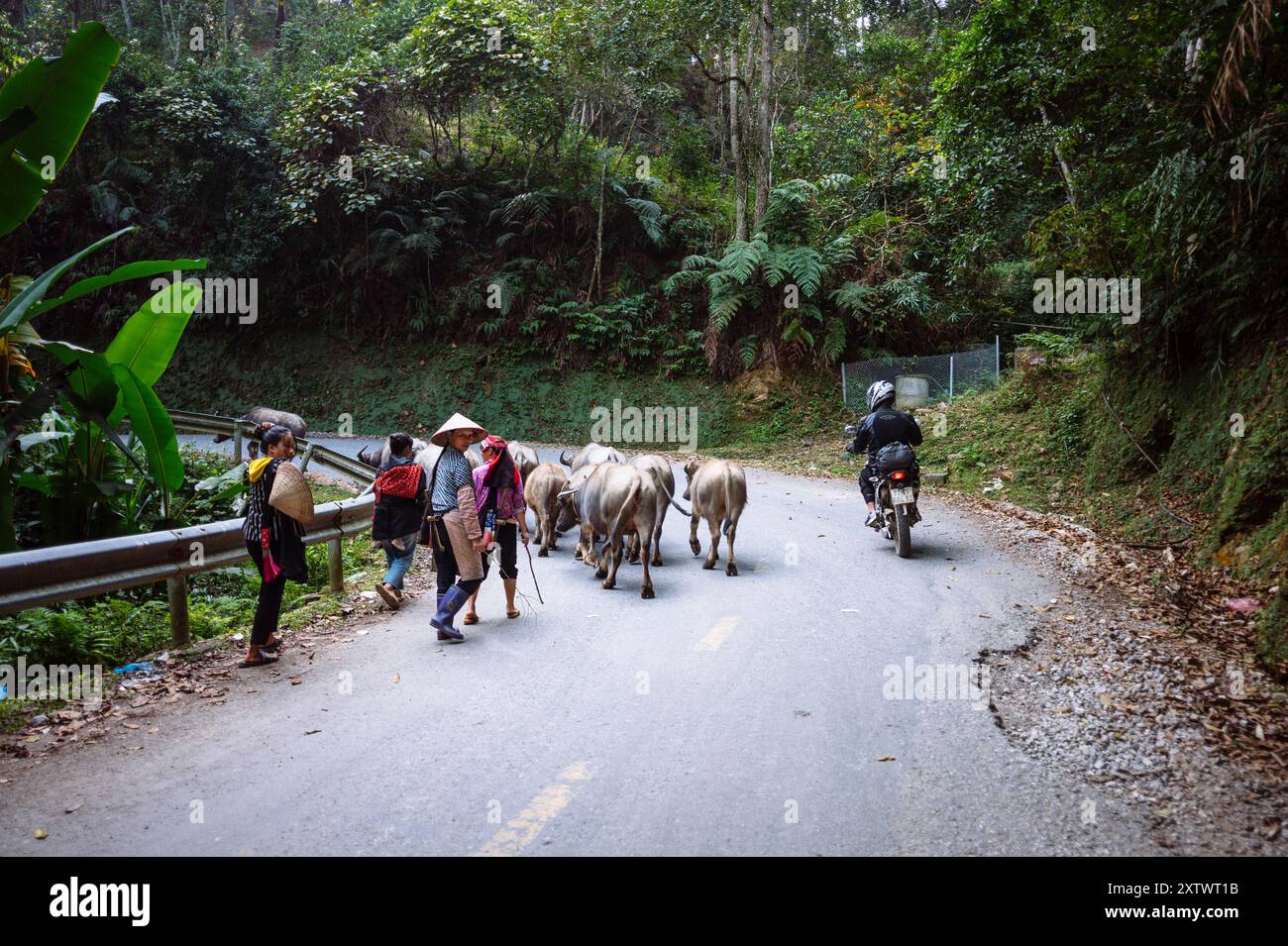Mandria di bovini guidata da allevatori locali attraverso una strada rurale con vegetazione lussureggiante e un motociclista che passa. Foto Stock