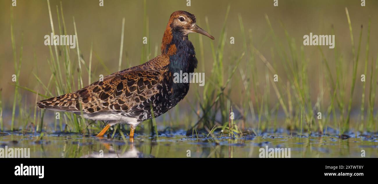 Ruff (Philomachus pugnax), maschio, Narew, Bialystok, Podlasie, Polonia, Europa Foto Stock