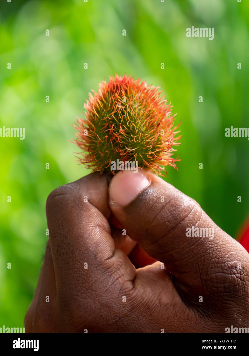 Tour delle spezie a Zanzibar. Rossetto rosso e peloso frutto di achiote albero tenuto tra le dita in azienda di spezie. Tanzania, Africa Foto Stock