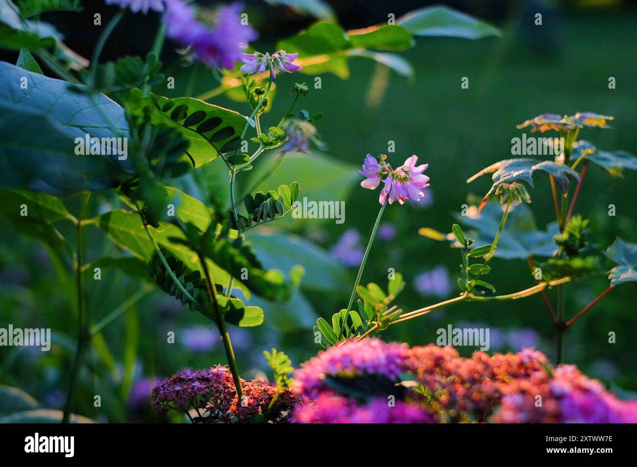 Un tranquillo giardino che mostra una varietà di piante e fiori con una delicata attenzione ai fiori viola illuminati dalla luce soffusa della sera. Foto Stock