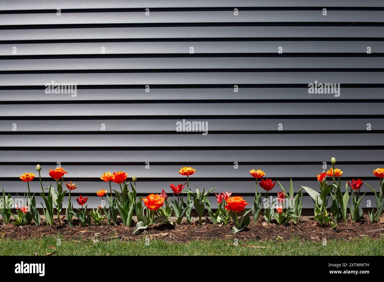 Una fila di tulipani vibranti in piena fioritura di fronte a uno sfondo grigio scuro che mette in risalto un contrasto tra la natura e i materiali artificiali. Foto Stock
