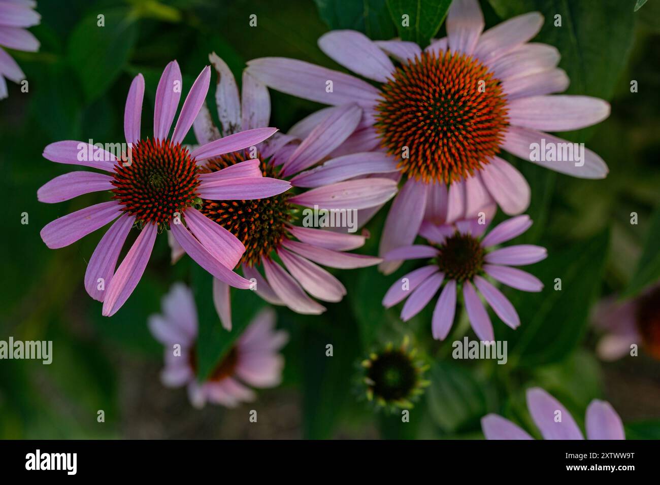 Vibranti fiori di echinacea rosa in fiore con dettagli arancioni centrali su uno sfondo verde. Foto Stock
