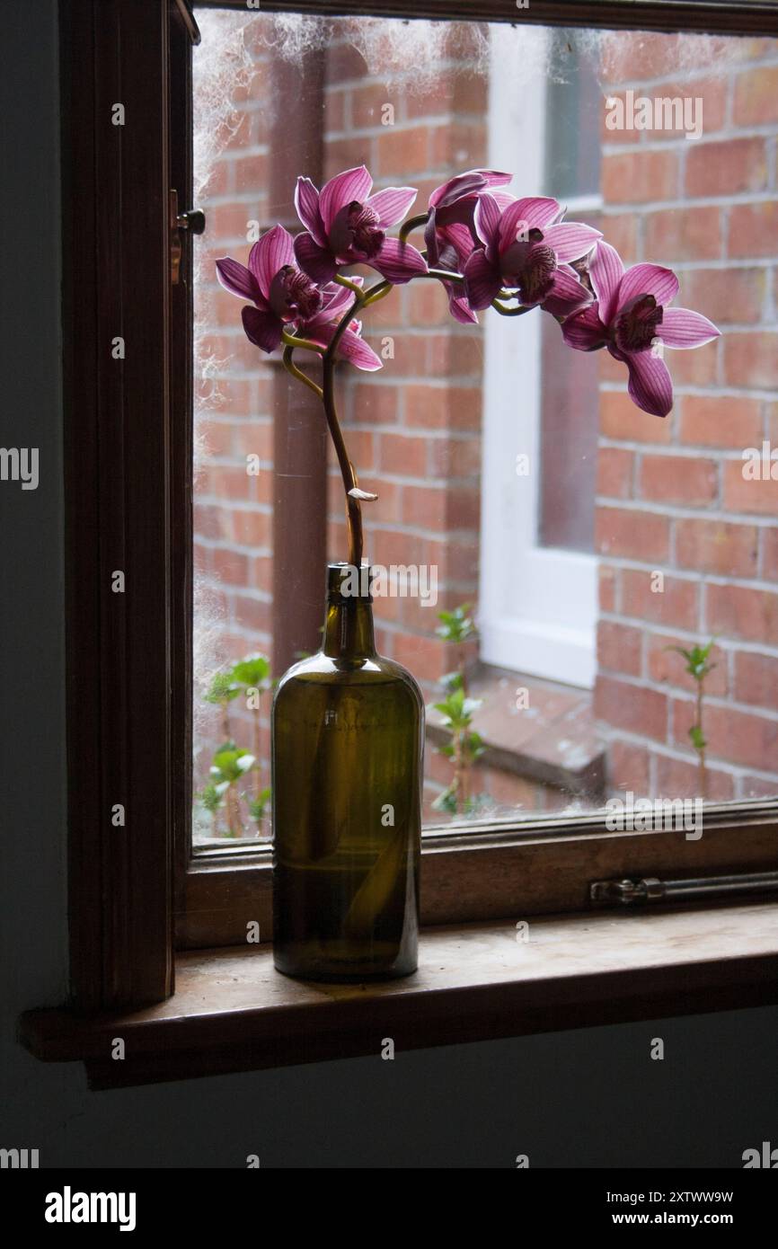 Un'alta bottiglia di vetro verde che regge un gambo di orchidee viola in fiore su un davanzale in legno con un muro di mattoni visto attraverso la finestra. Foto Stock