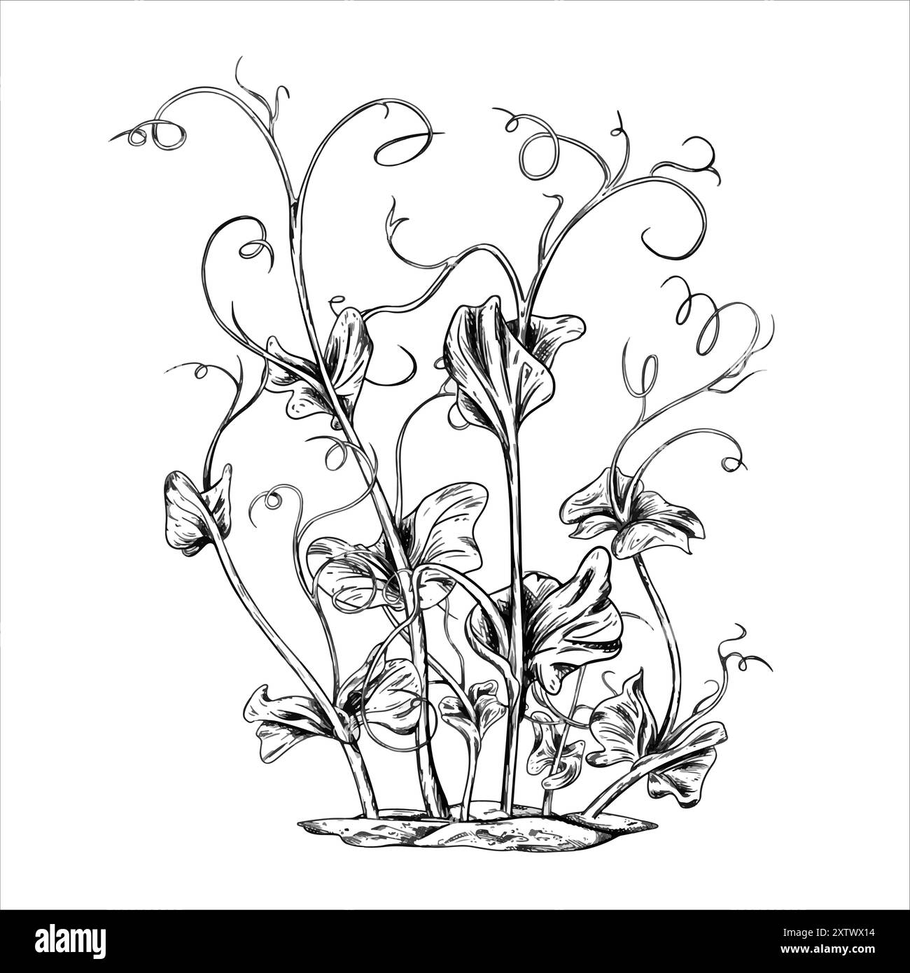 Germogli di piselli verdi giovani da semi disegnati a mano con inchiostro nero graficamente. Una pianta di legumi che cresce dal suolo in un giardino di casa. Stile Lineart Illustrazione Vettoriale