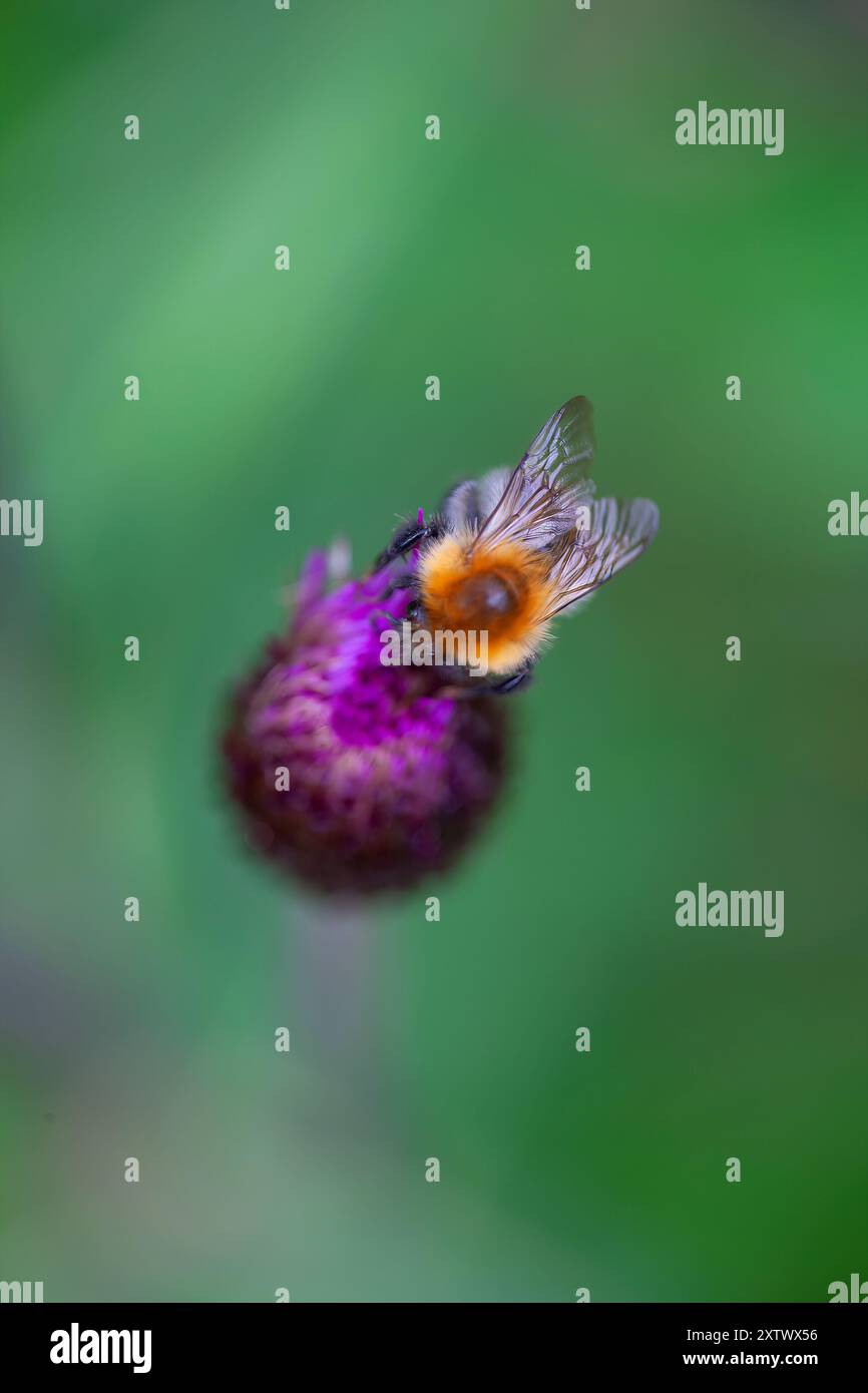 Bumblebee che raccoglie il polline da un fiore viola su uno sfondo verde sfocato. Foto Stock