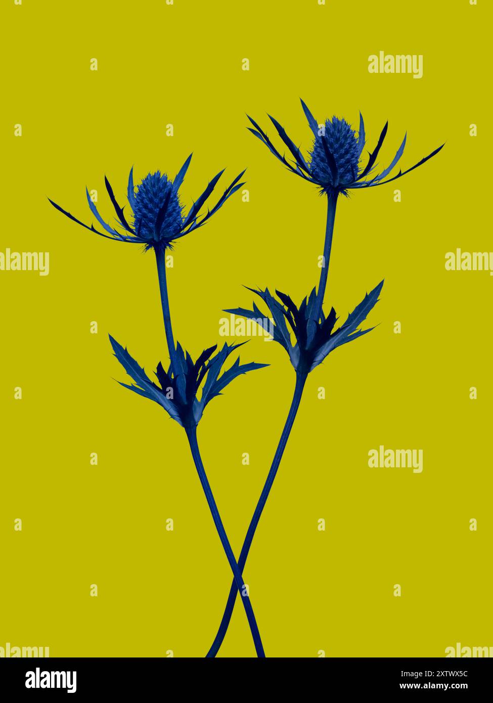 Fiori di cardo blu su sfondo giallo brillante. Foto Stock