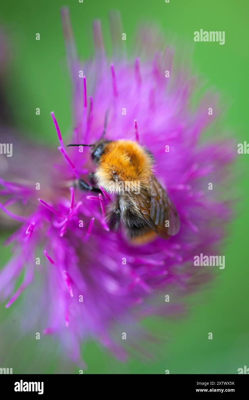 Primo piano di un bumblebee che raccoglie il nettare dai vivaci fiori di cardo rosa. Foto Stock