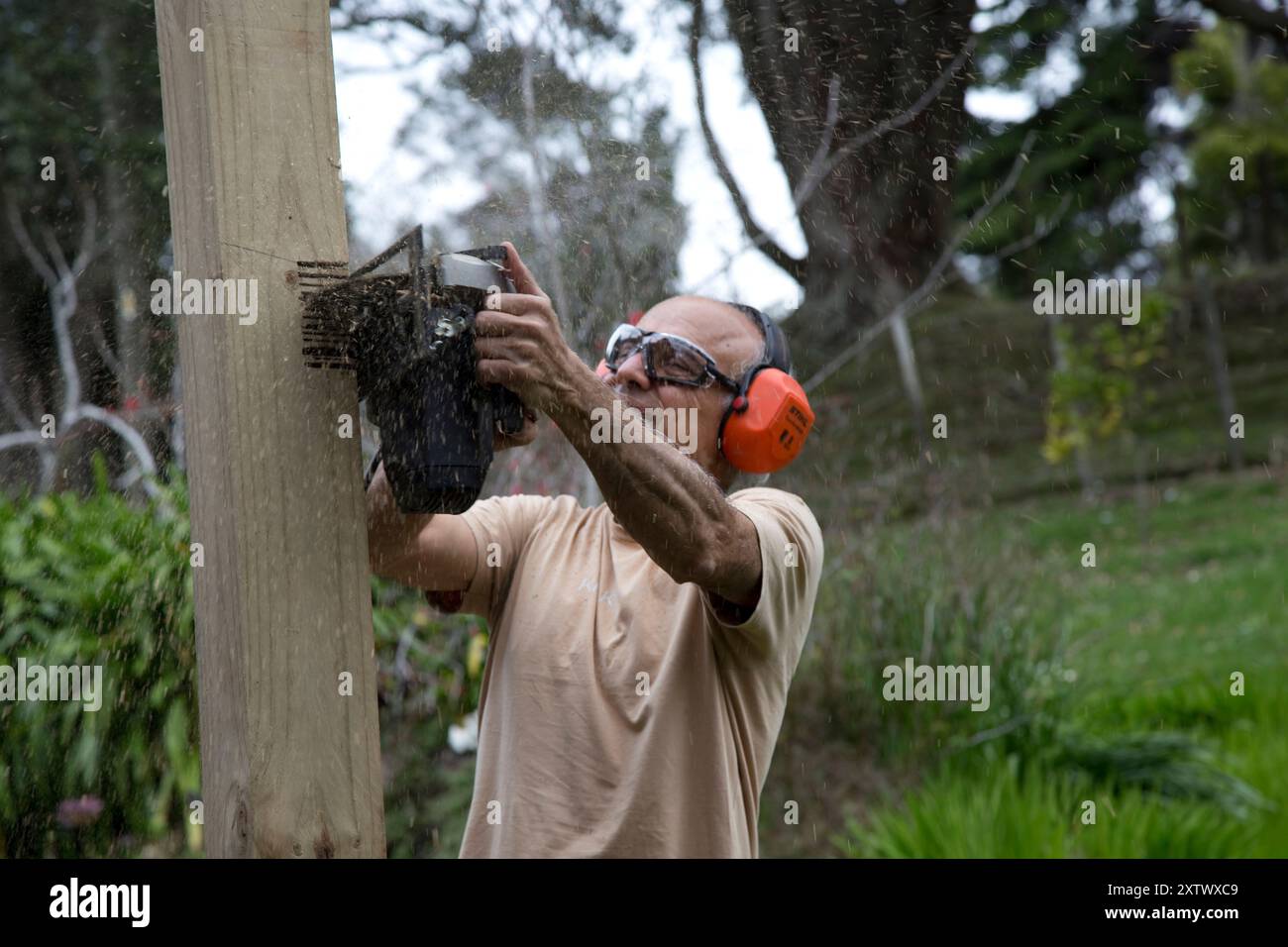 L'uomo che indossa occhiali di sicurezza e protezioni per le orecchie utilizza una motosega per tagliare un palo di legno all'aperto, con trucioli di legno che volano, Auckland, nuova Zelanda Foto Stock