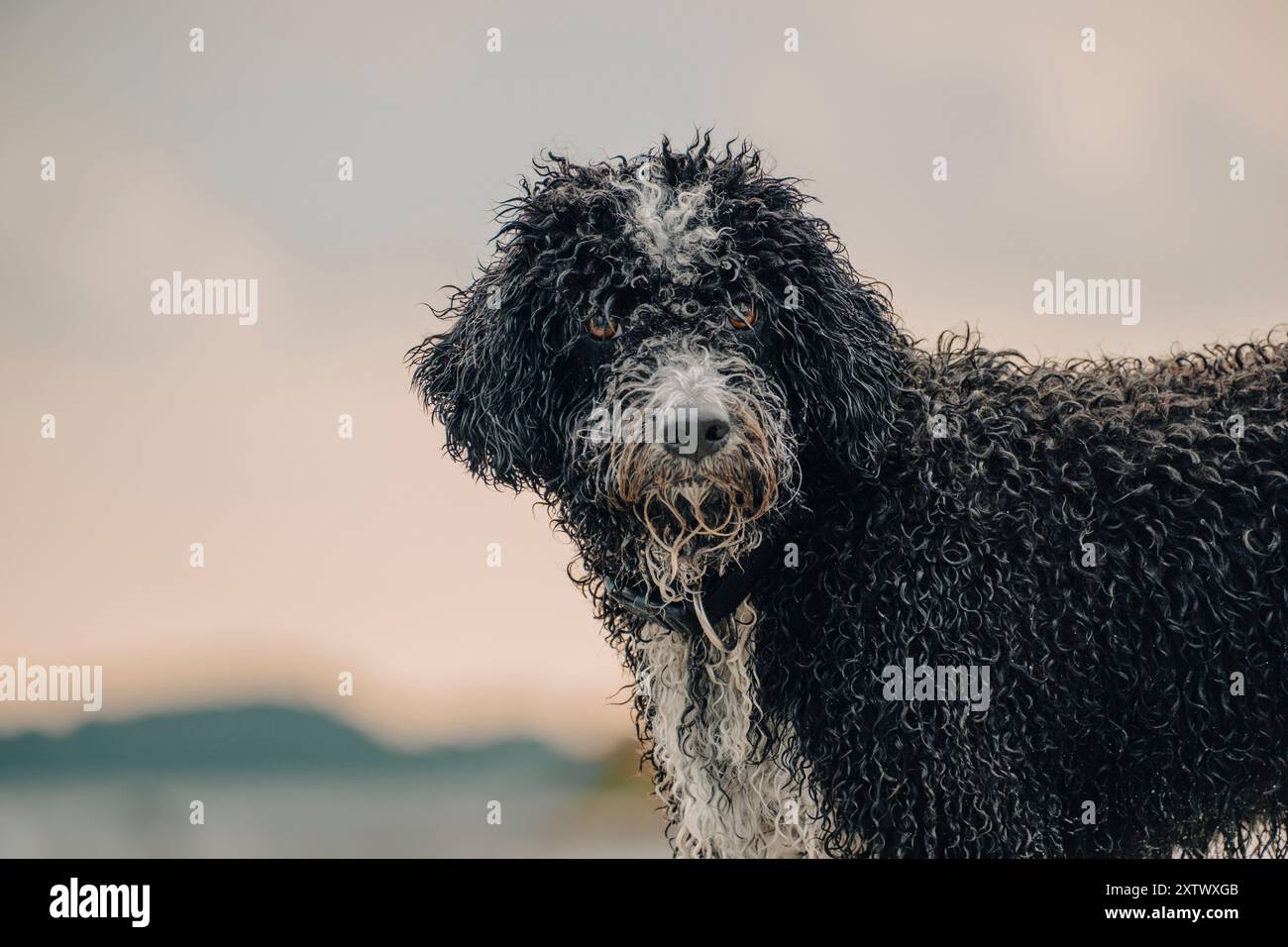 Bagnare il cane riccio con occhi perforanti in piedi all'aperto con sfondo sfocato. Foto Stock