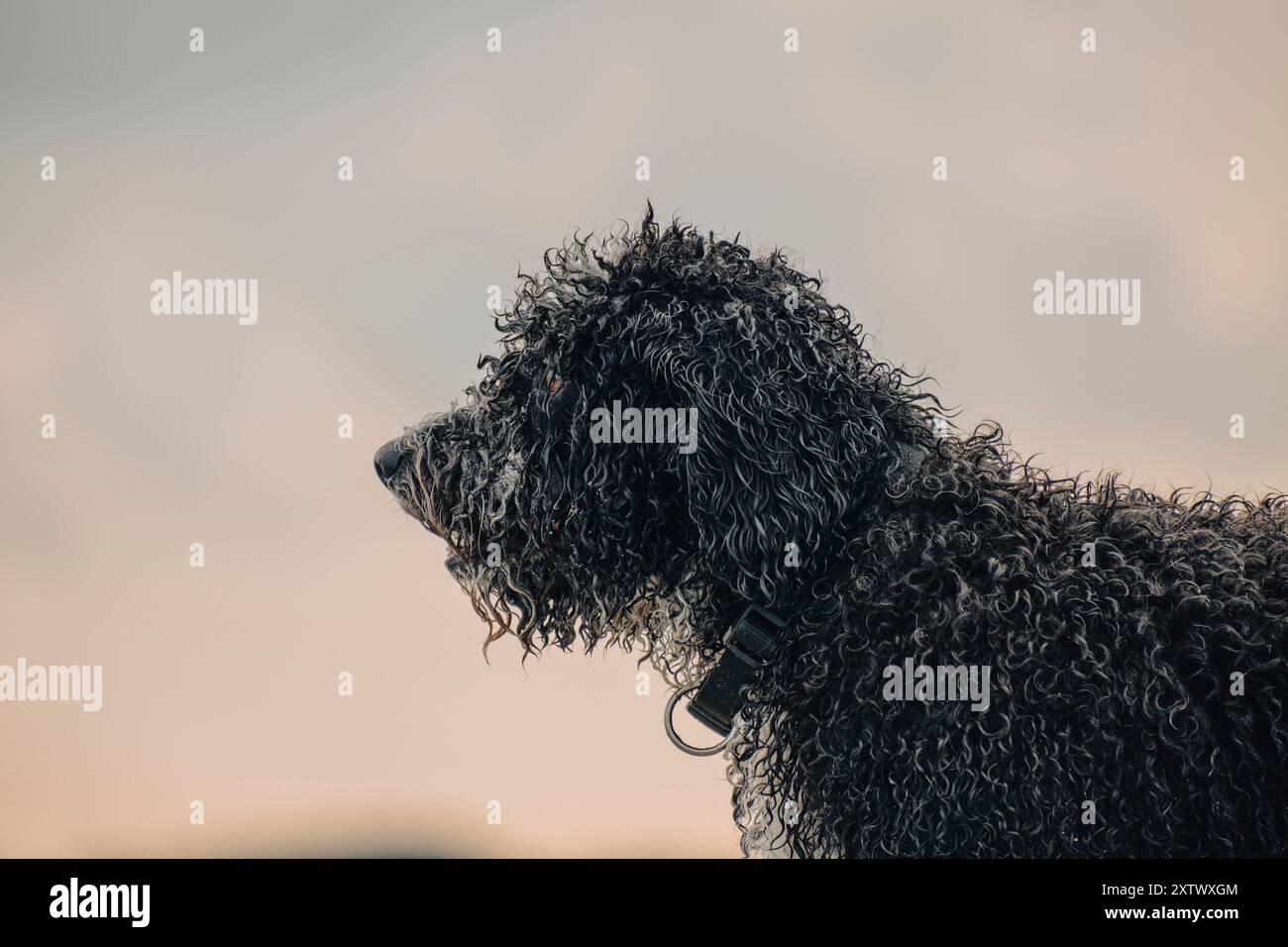 Vista del profilo di un cane dai capelli ricci che guarda in lontananza contro uno sfondo sfocato durante il tramonto. Foto Stock