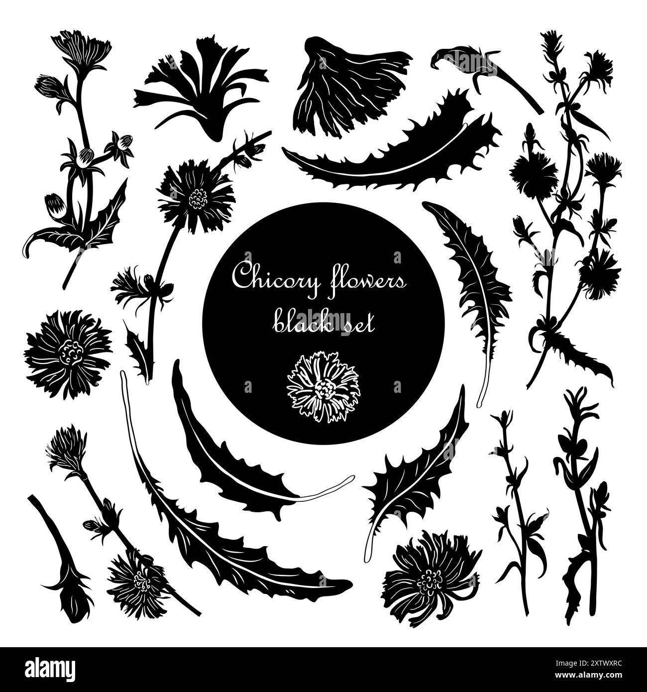 Una serie di silhouette vettoriali di foglie, fiori e rami di cicoria. Silhouette nere di piante selvatiche per design, cartoline, tatuaggi, francobolli Illustrazione Vettoriale